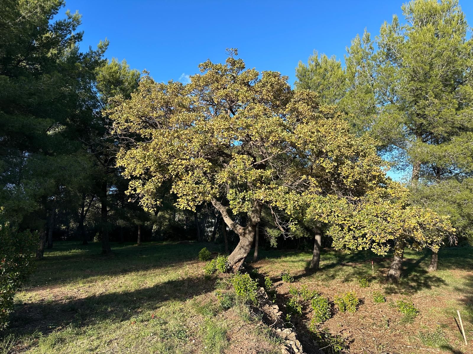 Terrain - OLLIOULES